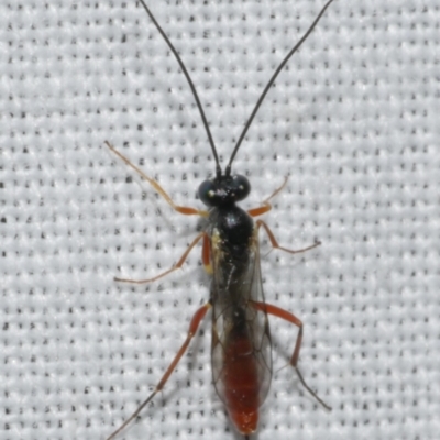 Unidentified Parasitic wasp (numerous families) at Freshwater Creek, VIC - 11 Feb 2024 by WendyEM