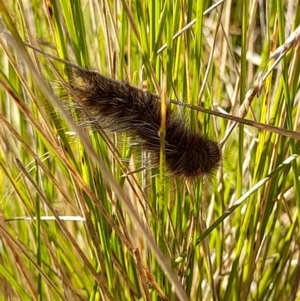 Anthela (genus) immature at Namadgi National Park - 1 Apr 2024