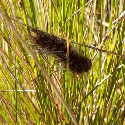 Unidentified Insect at Namadgi National Park - 31 Mar 2024 by VanceLawrence