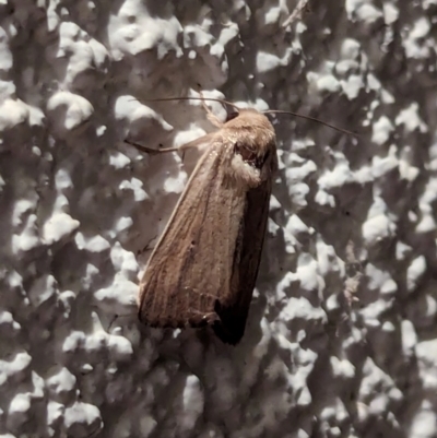 Leucania (genus) (A noctuid moth) at Watson, ACT - 1 Apr 2024 by AniseStar