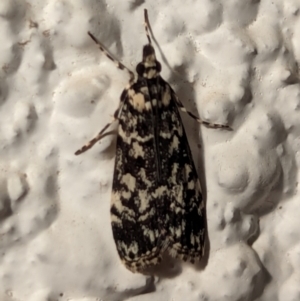 Scoparia exhibitalis at Watson, ACT - 1 Apr 2024