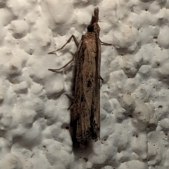 Faveria tritalis (Couchgrass Webworm) at Watson, ACT - 1 Apr 2024 by AniseStar