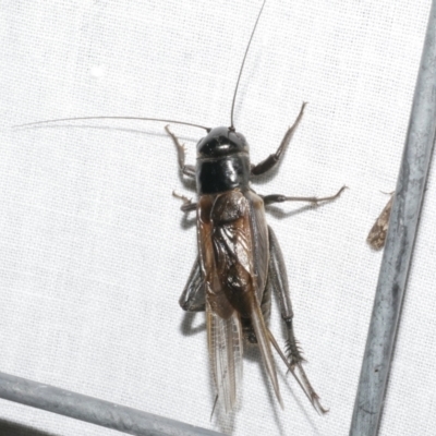 Teleogryllus commodus at Freshwater Creek, VIC - 11 Feb 2024 by WendyEM