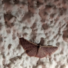 Idaea costaria at Watson, ACT - suppressed