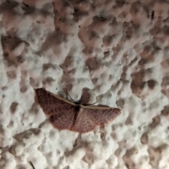 Idaea costaria at Watson, ACT - 1 Apr 2024