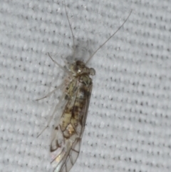 Unidentified Louse (Psocodea, Phthiraptera, several families) at Freshwater Creek, VIC - 12 Feb 2024 by WendyEM