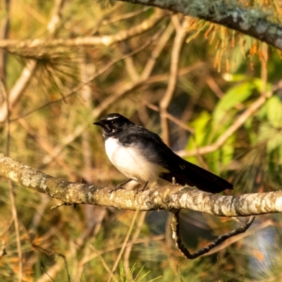 Rhipidura leucophrys (Willie Wagtail) at Wingecarribee Local Government Area - 27 Mar 2024 by Aussiegall