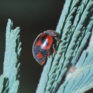 Rodolia cardinalis at Mount Taylor - 31 Mar 2024 06:25 PM