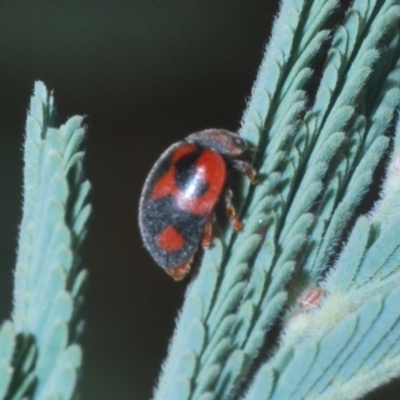 Rodolia cardinalis (Vedalia Beetle or Cardinal Ladybird) at Kambah, ACT - 31 Mar 2024 by Harrisi