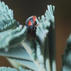 Rodolia cardinalis at Mount Taylor - 31 Mar 2024