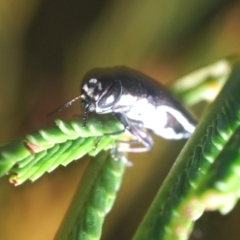 Agrilus hypoleucus (Hypoleucus jewel beetle) at Bruce, ACT - 30 Mar 2024 by Harrisi