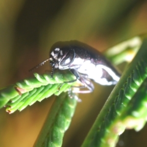 Agrilus hypoleucus at Black Mountain - 30 Mar 2024 06:29 PM