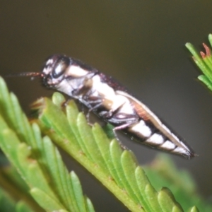 Agrilus hypoleucus at Black Mountain - 30 Mar 2024 06:29 PM