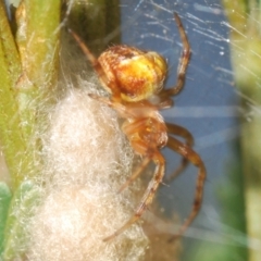 Araneinae (subfamily) (Orb weaver) at Black Mountain - 30 Mar 2024 by Harrisi