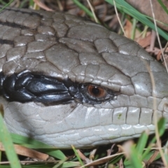 Tiliqua scincoides scincoides (Eastern Blue-tongue) at Mount Majura - 31 Mar 2024 by Harrisi