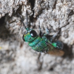 Chrysididae (family) (Cuckoo wasp or Emerald wasp) at Watson, ACT - 31 Mar 2024 by Harrisi