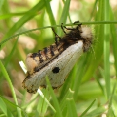 Epicoma melanospila (Black Spot Moth) at Wingecarribee Local Government Area - 29 Mar 2024 by Curiosity