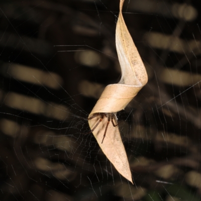 Phonognatha graeffei (Leaf Curling Spider) at Moncrieff, ACT - 1 Apr 2024 by smithga