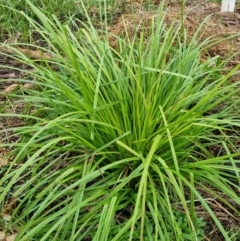 Carex sp. at Blue Gum Point to Attunga Bay - 2 Apr 2024