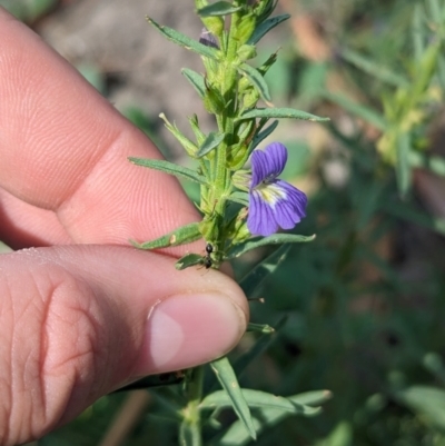 Stemodia florulenta (Bluerod, Bluetop) at Yanga, NSW - 1 Apr 2024 by Darcy