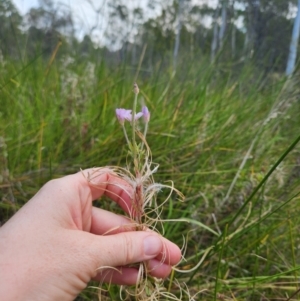 Epilobium pallidiflorum at Jedbinbilla - 1 Apr 2024 02:53 PM