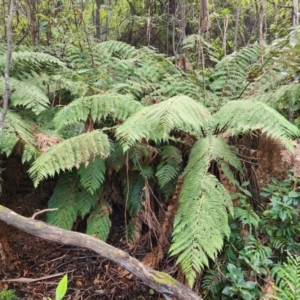 Dicksonia antarctica at Jedbinbilla - 31 Mar 2024