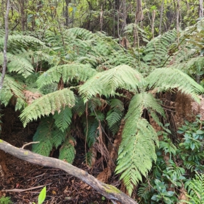 Dicksonia antarctica (Soft Treefern) at Jedbinbilla - 31 Mar 2024 by rangerstacey