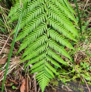 Dicksonia antarctica at Jedbinbilla - suppressed