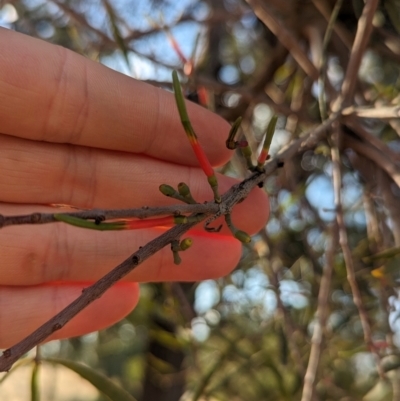 Lysiana exocarpi subsp. exocarpi (Harlequin Mistletoe) at Mungo, NSW - 29 Mar 2024 by Darcy