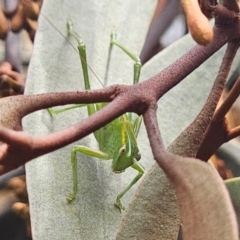 Caedicia simplex at QPRC LGA - 2 Apr 2024 11:48 AM