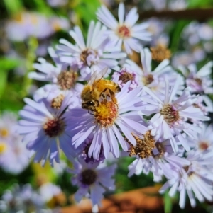 Symphyotrichum novi-belgii at Melba, ACT - 25 Mar 2024 12:55 PM