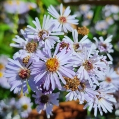 Symphyotrichum novi-belgii at Melba, ACT - 25 Mar 2024 12:55 PM