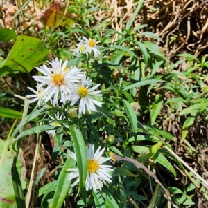 Symphyotrichum novi-belgii at Melba, ACT - 25 Mar 2024 12:55 PM