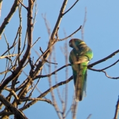 Barnardius zonarius (Australian Ringneck) at Mungo, NSW - 29 Mar 2024 by Darcy