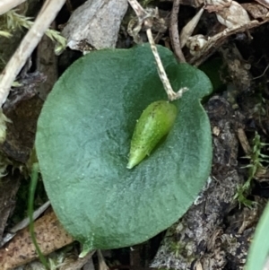 Corysanthes hispida at Wanniassa Hill - 31 Mar 2024