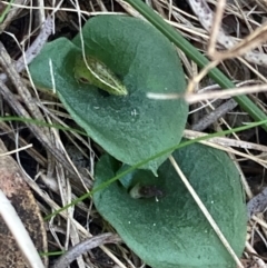 Corysanthes hispida at Wanniassa Hill - 31 Mar 2024