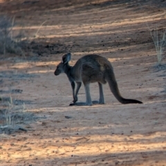 Macropus fuliginosus (Western grey kangaroo) at Mungo, NSW - 29 Mar 2024 by Darcy