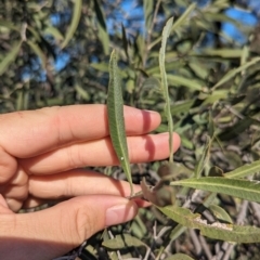 Alectryon oleifolius (Inland Rosewood, Cattle Bush) at Mungo National Park - 29 Mar 2024 by Darcy