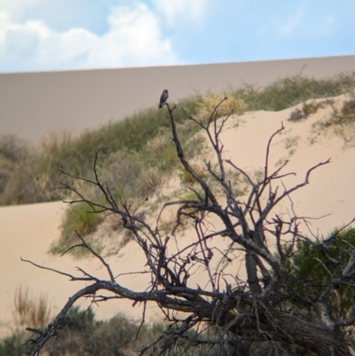 Artamus cinereus (Black-faced Woodswallow) at Mungo, NSW - 30 Mar 2024 by Darcy