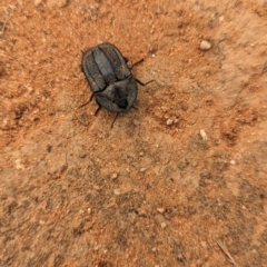 Unverified Darkling beetle (Tenebrionidae) at Mungo National Park - 31 Mar 2024 by Darcy