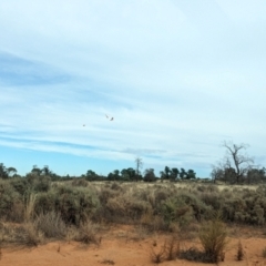 Lophochroa leadbeateri (Pink Cockatoo) at Mungo, NSW - 30 Mar 2024 by Darcy