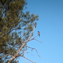 Hirundo neoxena (Welcome Swallow) at Mungo, NSW - 31 Mar 2024 by Darcy