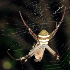 Unidentified Orb-weaving spider (several families) at Victoria Point, QLD - 10 Feb 2024 by smithga