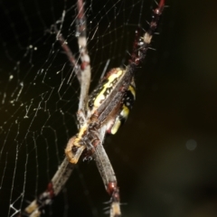 Argiope keyserlingi by smithga