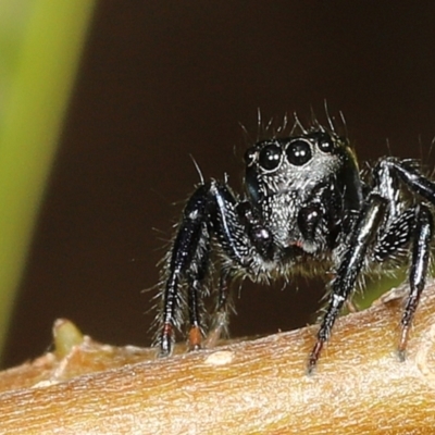 Unidentified Jumping or peacock spider (Salticidae) at Saint Lucia, QLD - 5 Aug 2023 by smithga