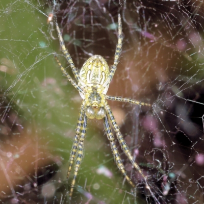 Unverified Other web-building spider at Saint Lucia, QLD - 22 Jul 2023 by smithga