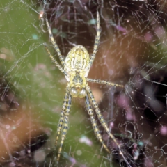 Unidentified Other web-building spider at Saint Lucia, QLD - 22 Jul 2023 by smithga