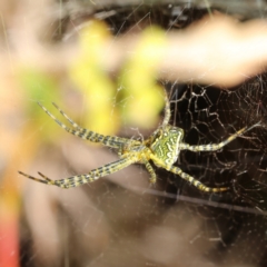 Unidentified Other web-building spider at Saint Lucia, QLD - 4 Aug 2023 by smithga