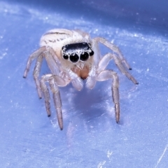 Maratus scutulatus (A jumping spider) at Robertson, QLD - 2 Oct 2022 by smithga