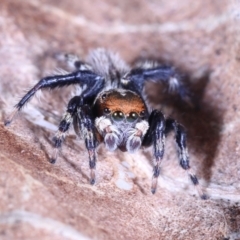 Unidentified Jumping or peacock spider (Salticidae) at Victoria Point, QLD - 7 Oct 2022 by smithga